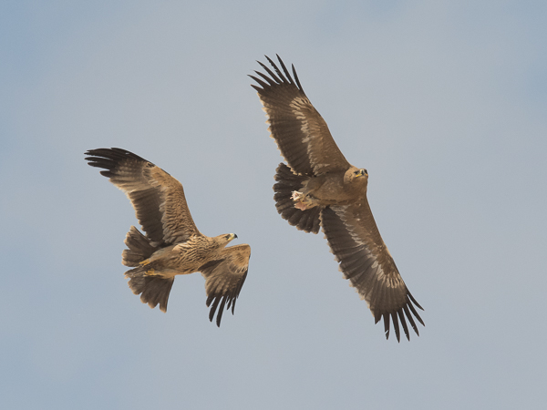 Arokotka, Steppe Eagle, Aquila nipalensis